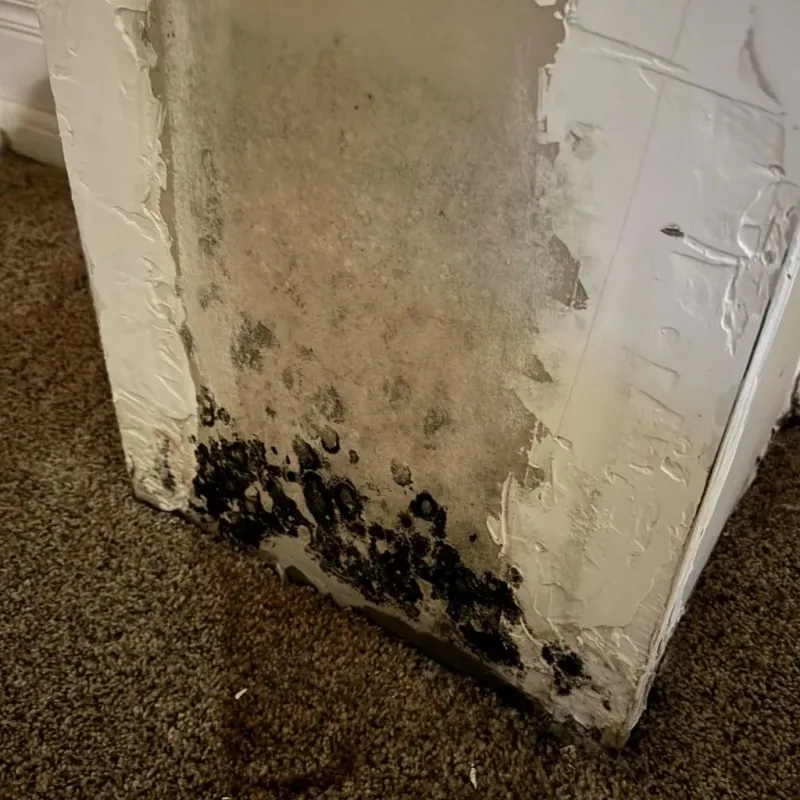 Professional Mold Removal in Fitchburg, MA